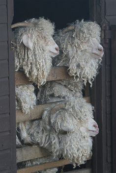 Angora goats ready for their 6 monthly shearing. [ Poor babies need barrettes for their bangs. Tom and I are both in love with them. ki ] Angora Goats, Lambada, Sheep And Lamb, Oita, Vintage Farm, The Sheep, A Barn, The Barn, Animal Photo