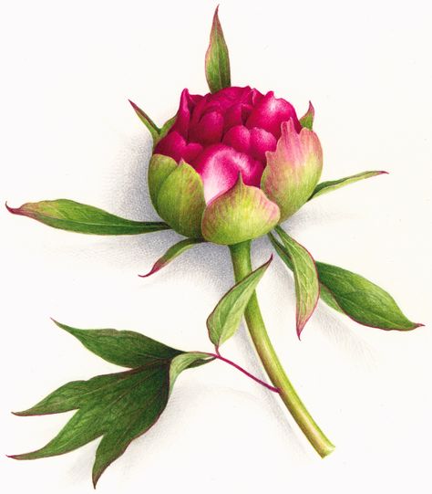 Peony Drawing, Peony Bud, Peony Painting, Peonies Tattoo, Watercolor Peonies, Illustration Botanique, Botanical Painting, Botanical Watercolor, Botanical Drawings