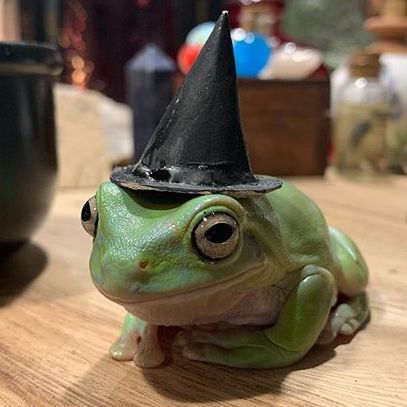 Cute Cats Photos, Halloween Displays, Witch Art, Frog And Toad, Halloween Animals, Cute Frogs, Cute Animal Drawings, Witch Hat, Toad