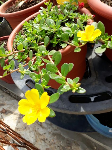 Portulaca Oleracea - Amarilla Portulaca Oleracea, Small Garden, Plants