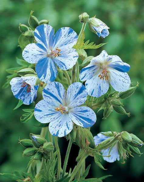 WANT! Blue/white hardy geranium "Splish splash". Blå/vit pelargon Geranium Pratense, Cranesbill Geranium, Hardy Geranium, Blue Plants, Blue Garden, Splish Splash, Perennial Plants, Types Of Flowers, Flower Seeds