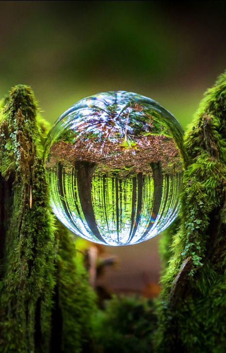 .                                                                                                                                                                                 More Macro Fotografia, Macro Photography Tips, Moss Covered, Reflection Photography, Image Nature, Foto Tips, Water Photography, Water Art, Alam Yang Indah