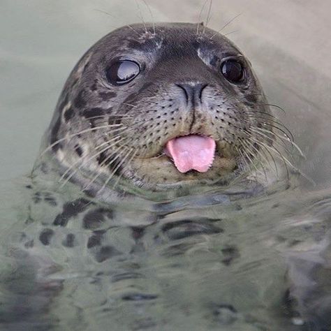 Seal Day on Instagram: “blep blep~ . . . credits to @themarinemammalcenter . . . #seal #seals #sealsofinstagram #dailyseal #sealotd #cute #cuteanimals #pinniped…” Closed Today, The Marine, Air Quality, Seals, Brandy