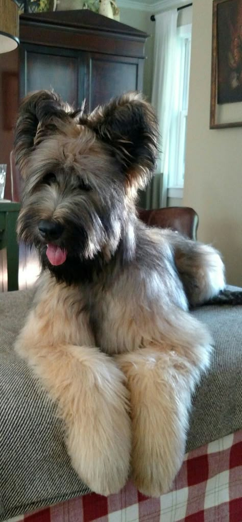 Briard Puppies, Briard Dog, Cute Creatures, Cute Little Animals, Love Animals, Beautiful Dogs, Big Dogs, Dog Stuff, Dog Life