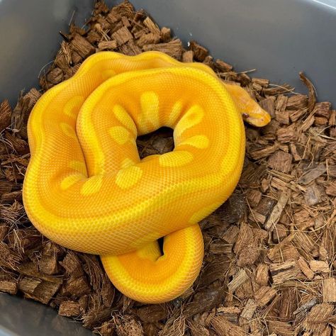 California King Snake, Rare Albino Animals, Python Morphs, Snake Turtle, Cool Snakes, Pretty Snakes, Colorful Snakes, Ball Python Morphs, Snake Lovers