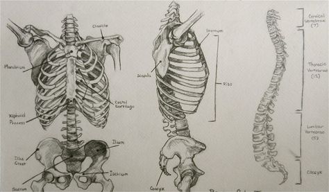 Spine Front View, C Spine Anatomy, Spine And Pelvis Drawing, Spine Diagram Anatomy, Skeletal Structure Drawing, Male Skeleton, Chest Workout Routine, Yoga World, Medical School Motivation