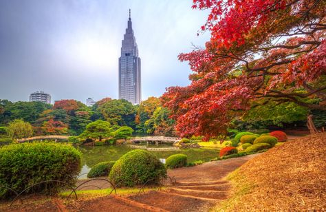 Shinjuku Gyoen National Garden, Gokayama, Japan Honeymoon, Greenery Day, Tokyo Photos, Shinjuku Gyoen, Yakushima, Yoyogi Park, Traditional Japanese Architecture