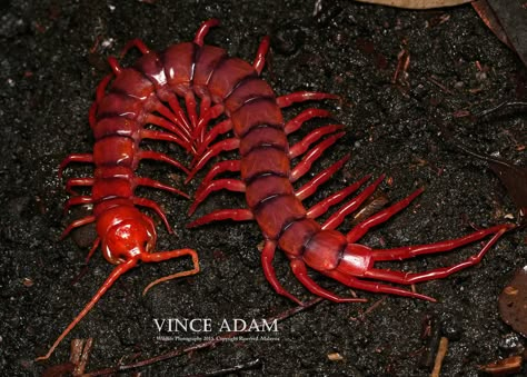 Red Centipede, Red Insects, Millipedes, Centipedes, Cool Insects, Cool Bugs, Bug Art, Beautiful Bugs, Creepy Crawlies