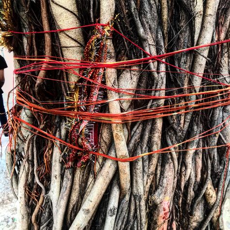 Red thread around a tree Saree Shoot, Sacred Threads, Spring Red, String Theory, Red Thread, A Tree, Short Film, Thread, Saree