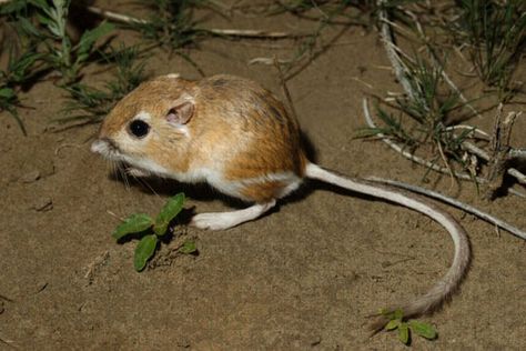 Dipodomys - the kangaroo rat. Kangaroo Rat is general name given to a group of about 22 species of small North American rodents. There are several differences in the many species of this rodent, however they all prefer arid to semi-arid habitat. They will live in any dry region of Mexico, Canada or the U.S. as long as it retains some amount of grass or other vegetation. Kangaroo Rat, Fun Facts About Animals, Small Rabbit, Desert Animals, Animal Facts, Rodents, Animals Of The World, Exotic Pets, Animal Party