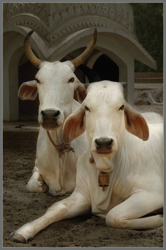 Sacred Cow, White Cows, Cows Farm, Bull Cow, Cow Calf, White Cow, Holy Cow, Cute Cows, Varanasi