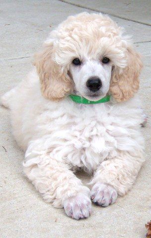 i remember when my cooper man was this little Anjing Poodle, Puppy Obedience Training, Positive Dog Training, Basic Dog Training, 강아지 그림, Dog Training Techniques, Best Dog Training, Miniature Poodle, Poodle Puppy