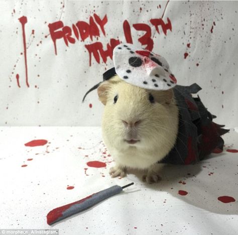 Guinea Pig Costumes, Guinea Pig Run, Guinea Pig Clothes, Pig Halloween, Guinea Pigs Funny, Pig Costumes, Happy Friday The 13th, Slasher Film, Pet Guinea Pigs