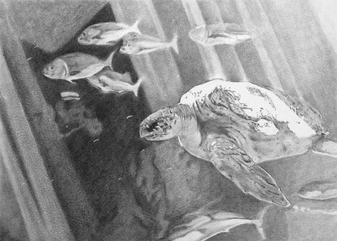 Underwater seascape Graphite pencil drawing Underwater Seascape, Sketching Shading, Underwater Drawing, Biro Drawing, Contrast Art, Sea Drawing, Pencil Sketching, Ocean Underwater, Underwater Art