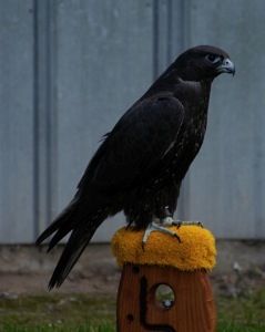 black gryfalcon Predatory Birds, Welcome To Canada, Black Falcon, Canadian Wildlife, Peregrine Falcon, Animal References, Black Hawk, Peregrine, Black Animals