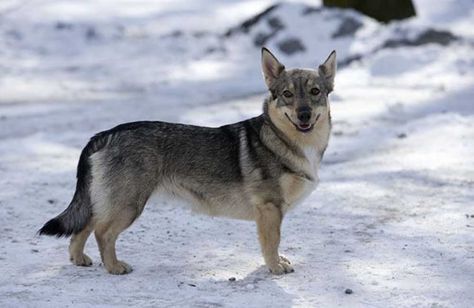 The Most Expensive Mixed-Breed Dogs | Investing Magazine Swedish Elkhound, Swedish Vallhund, Rare Dogs, Norwegian Elkhound, Disabled Dog, Dog Breeds Medium, Corgi Mix, Dog Home, Breed Dogs