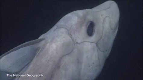 Deep-Sea Ghost Shark filmed alive for first time - GIF on Imgur Ghost Shark, Shark Film, Fav Animal, Funny Photoshop Pictures, Shark Pictures, Funny Photoshop, Deep Sea Creatures, Ocean Creatures, Funny Love