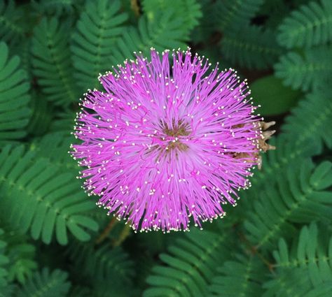 Flower Friday: Sunshine mimosa | Florida Wildflower Foundation Florida Native Landscaping, Florida Pools, Mimosa Plant, Florida Gothic, Central Florida Gardening, Florida Wildflowers, Gardening In Florida, Mimosa Flowers, Native Landscaping