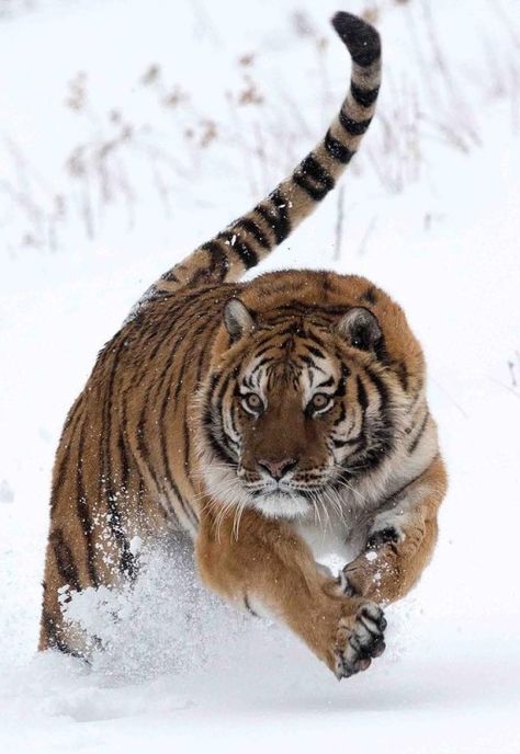 The Beauty of Wildlife Tiger Siberian, Tiger Photography, Tiger Love, Food C, Tiger Pictures, Siberian Tiger, Pet Tiger, Tiger Art, Food Chain