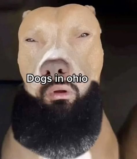 Fr!!🔥💯 Meme Gif, Dog Meme, Meme Funny, Ohio, Gif, Dogs, Funny