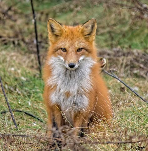 Red Fox by Nini1965 on deviantART Red Fox Pet, Red Fox Photography, Ginger Fox, Fox Nature Photography, Red Fox Photography Beautiful, Fenic Foxes Pets, Celtic Animals, Country Walk, Arctic Circle