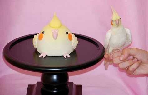 Lutino Cockatiel, Fat Bird, Bird Cakes, Funny Parrots, Animal Cakes, Pretty Dessert, Food Carving, Japanese Sweets, Pastry Cake