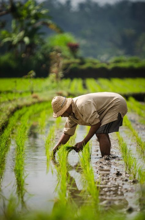 The Beautiful Occupation Village Life - The Real Bali in Photos - The Beautiful Occupation Agriculture Pictures, Rice Farming, Farmer Painting, Agriculture Photography, Agriculture Photos, Village Photos, Rice Field, Farm Photography, Village Photography