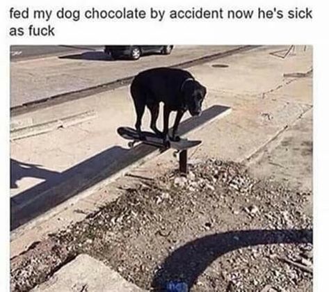 Dog On A Skateboard, Skateboard Memes, Dog Chocolate, Funny Car Memes, Car Memes, Minecraft Memes, Spongebob Memes, Pewdiepie, Car Humor