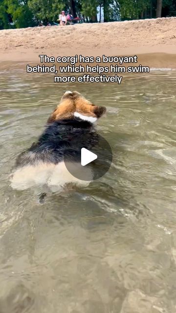 Corgi Swimming, Corgis Funny, Corgi Videos, Cowboy Corgi, Corgi Gif, Cute Corgi Puppy, Dog Swimming, Corgi Funny, Corgi Puppy