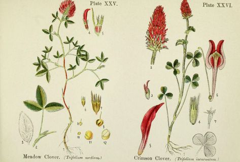 Meadow clover, and crimson clover. British flowering plants. By W. F. Kirby. (1906) Page 14 | von Swallowtail Garden Seeds Crimson Clover, Clover Tattoo, Clover Tattoos, New York Botanical Garden, Meadow Garden, Clover Flower, Flowering Plants, Botanical Garden, Floral Botanical