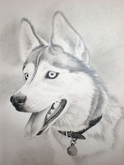 Husky Drawing, Easy Pencil Drawings, Realistic Animal Drawings, Wolf Sketch, Pencil Drawings Of Animals, Animal Drawings Sketches, Puppy Art, Dog Sketch, Pencil Drawings Easy