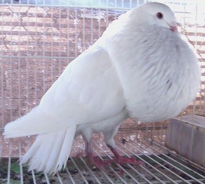 World Fancy Pigeon Gallery -  website Pouter Pigeon, Fancy Pigeon, Pigeons For Sale, Le Pigeon, Pigeon Pictures, Pigeon Breeds, Racing Pigeons, Gallery Website, Pretty Birds