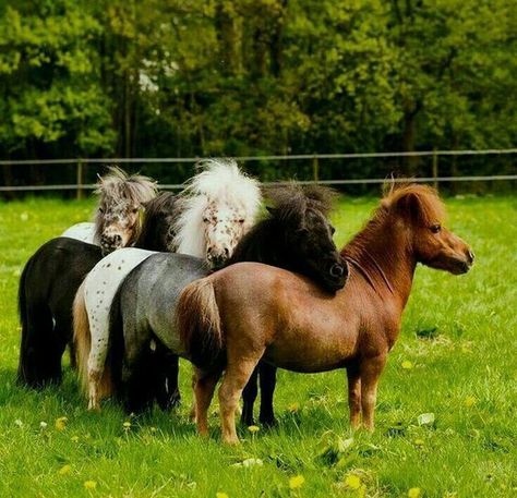 so cute! #Mini #Shetland #Equestrian #Spring #EQLiving #Ponies #Cute Miniature Ponies, Tiny Horses, Miniature Horses, Cute Ponies, Shetland Pony, Mini Horse, Baby Horses, Horses And Dogs, Miniature Horse