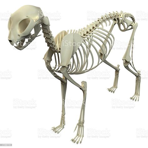 Anatomy Of A Cat, Human Puppet, Anatomy Bones, Skeleton Anatomy, Cat Skeleton, Cat Anatomy, Bone Structure, Skeleton Illustration, Cat Reference