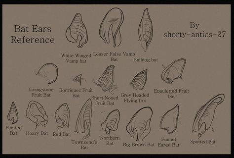 Vampire Bat Anatomy, Cute Bat Reference, Bat Ears Reference, Vampire Bat Reference, Vampire Ears Reference, Bat Fursona Reference Sheet, Different Types Of Bats, Bat Wings On Human, Bats Anatomy