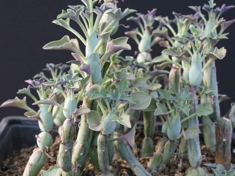 Curio articulatus, formerly known as Senecio articulatus, is an intriguing succulent with segmented, sausage-shaped stems. It grows up to 2 feet (60 cm) tall and spread slowly by underground stems. #curio #senecio #succulent #succulents #cactiandsucculents #succulentopedia #worldofsucculents Garden With Succulents, Cacti Terrarium, Cactus Names, Terrestrial Plants, Succulent Images, Indoor Plants Low Light, Candle Plant, Macrame Plant Hanger Tutorial, Succulent Collection