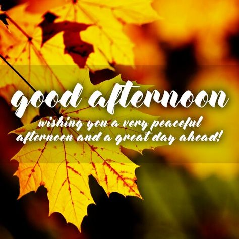 Afternoon Blessings, Thanksgiving Snacks, Fall Afternoon, Good Afternoon Quotes, Afternoon Quotes, Sassy Quotes, Good Afternoon, Good Evening, Sunny Day