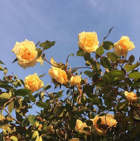 https://www.instagram.com/p/BEac20nvN_k/ Foto Tips, Yellow Aesthetic, Landscape Illustration, Blue Skies, Mellow Yellow, Yellow Roses, Pretty Flowers, Yellow Flowers, Flower Power