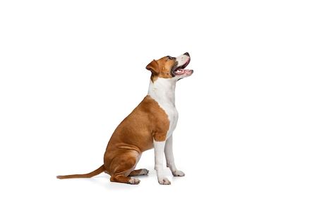 Free Photo | Free photo side view portrait of smiling dog puppy sitting posing isolated over white studio background Dog Sitting Side View, Dog Looking Up, Dog Side View, Side View Portrait, Dogs Sitting, White Studio Background, Smiling Dog, Sitting Dog, Dog Waiting