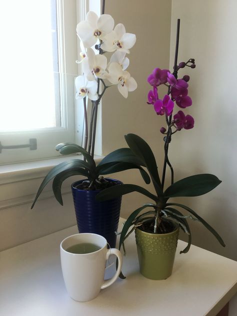 Bet You Didn’t Know You Could Rebloom Your Orchid With This Pantry Staple Indoor Orchids, Orchid Plant Care, Design Grill, Hardy Geranium, Growing Orchids, Orchids Garden, Flower Spike, Orchid Care, Beautiful Orchids