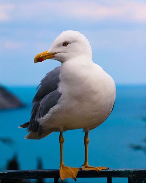 Seagull Tattoo Minimalist, Seagull Photo, Seagull Photography, Sea Gulls, Coastal Birds, Bird Carving, Ocean Landscape, Watercolor Projects, Seascape Art