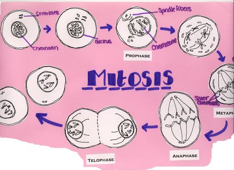 I dare say cell division - mitosis and meiosis - might be my least favorite thing to teach in 7th grade Science.  It is such a hard concept... Phases Of Mitosis Drawing, Mitosis Drawing, Mitosis Activity, 7th Grade Science, Activity Worksheet, Cell Cycle, Cell Division, A Worksheet, Drawing Exercises