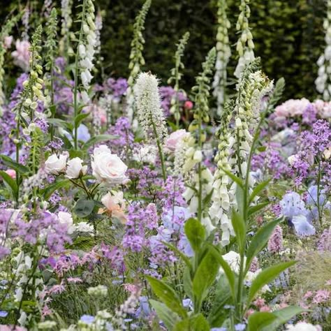 Cottage Garden Borders, Bog Garden, Shade Loving Perennials, Jungle Gardens, Woodland Plants, Herbaceous Border, Cottage Garden Design, Cottage Garden Plants, Purple Garden