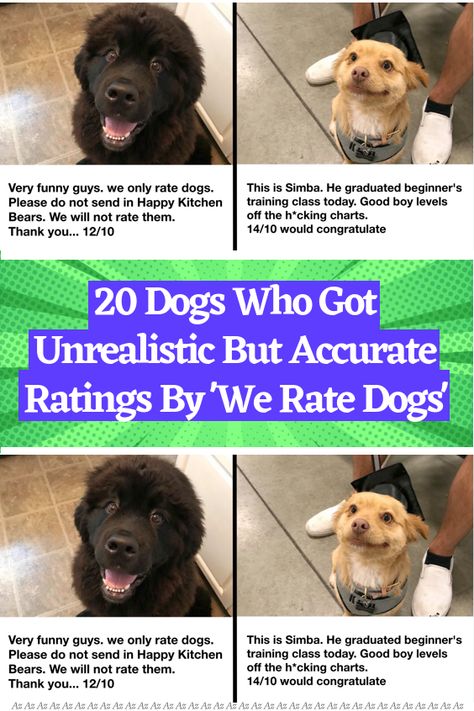 We Rate Dogs Twitter, We Rate Dogs, Cute Dog Clothes, Dog Rooms, Cute Cat Wallpaper, Animal Stories, Funny Cute Cats, Us Images, Man Humor