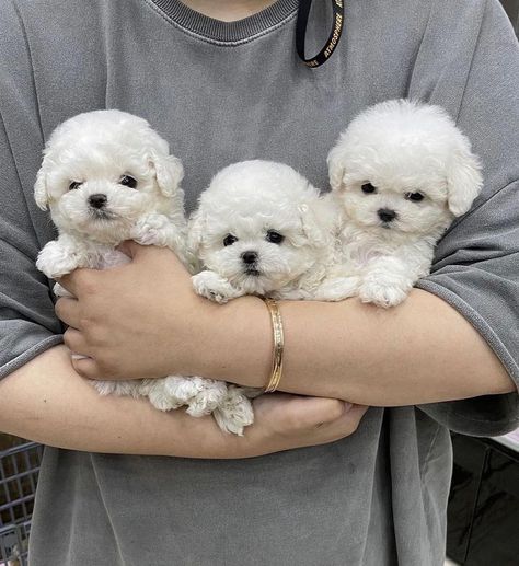 Teacup Maltese puppies available now Tea Cup Maltese, Teacup Maltese Puppies, Diana Hair, Bichon Dog, Puppy Pics, Teacup Maltese, Dogs Grooming, Cutest Puppy, Maltese Puppies