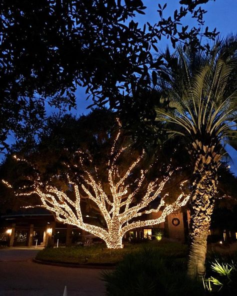 Light Wrapped Trees, Tree Lighting For Wedding, Light Up Trees Outdoor, Tree Lighting Wedding, Outdoor Christmas Lights Tree, Christmas Lights On Trees Outdoor, Lights On Trees Outside, Outdoor Tree Lights, Tree Lighting Ideas