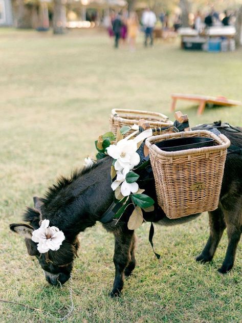 Mobile Petting Zoo, Cute Donkey, Cowboy Wedding, Kentucky Wedding, Texas Style, Horse Trailers, Horse Ranch, Fall Mini, Cowgirl Hat