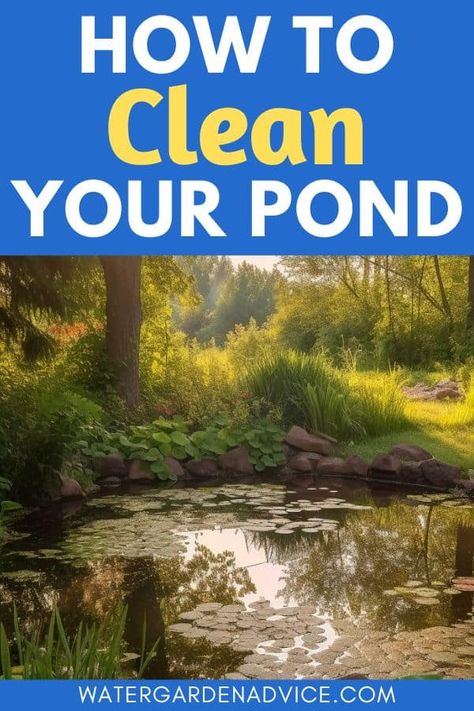 How To Clean A Neglected Pond | Water Garden Advice Pond Spitters, Pond Algae, Aquatic Environment, Pond Netting, Pond Cleaning, Garden Ponds, Pond Maintenance, Backyard Pond, Outdoor Ponds