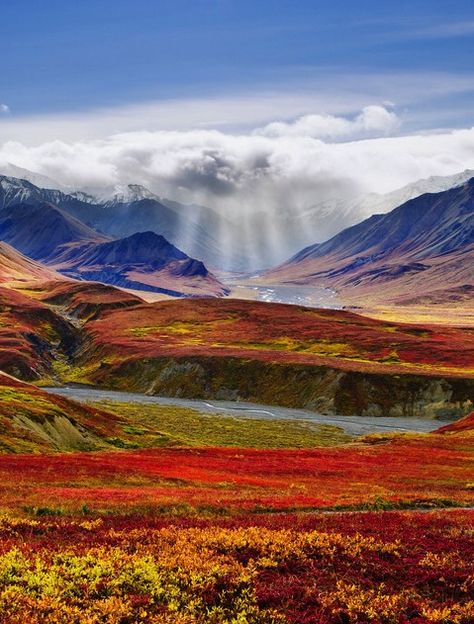 Denali National Park Tundra Landscape, Taiga Forest, Alaska Denali, Visit National Parks, Alpine Tundra, Denali Alaska, Alaska Mountains, Tennessee Vacation, Denali National Park