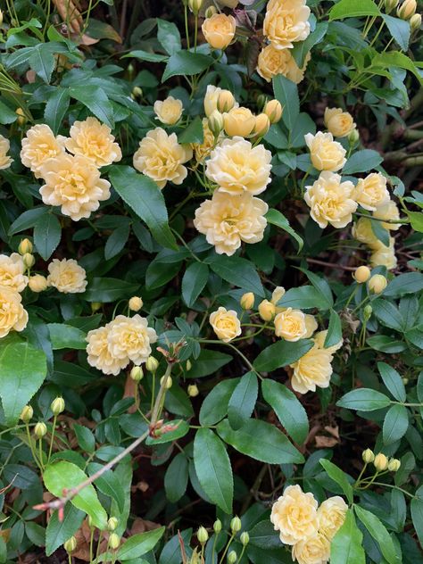 Favourite rose - climbing ?Banksia rose? Garden Structures, Flowers, Plants